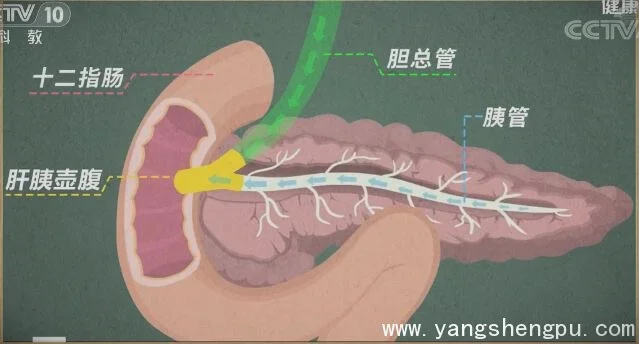 胰腺的结构图