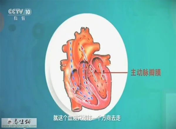 心脏的血液循环流程图
