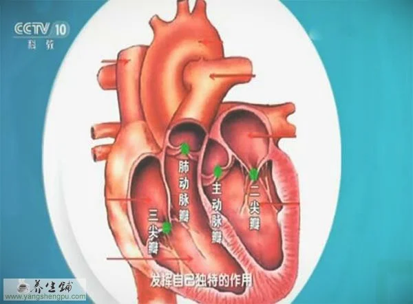 心脏瓣膜