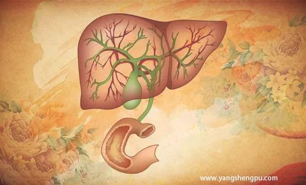 胆囊与肝脏的相对位置_图片