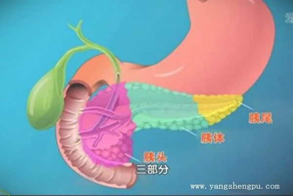 胰腺的功能结构-位置图