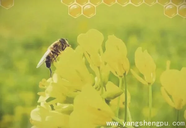 蜜蜂采多少花才能得到1kg蜂蜜_一个小蜂格有多少