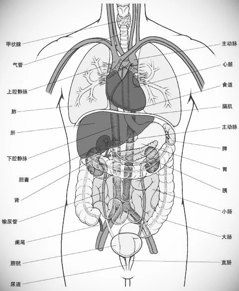 胆囊、肝脏和胰腺的位置