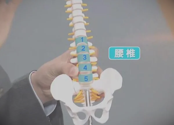腰椎的位置图