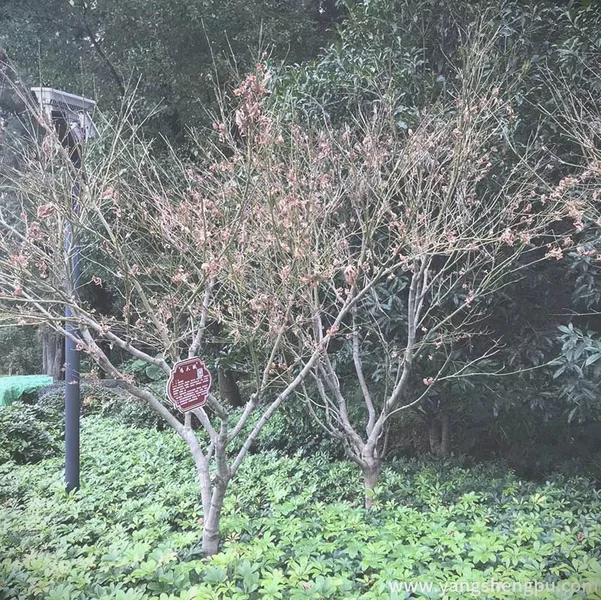鸡爪槭图片-鸡爪槭树