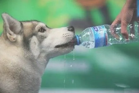 狗喝水什么意思