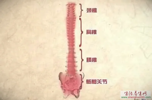 脊柱的分段-颈椎-胸椎-腰椎-骶髂关节_图片