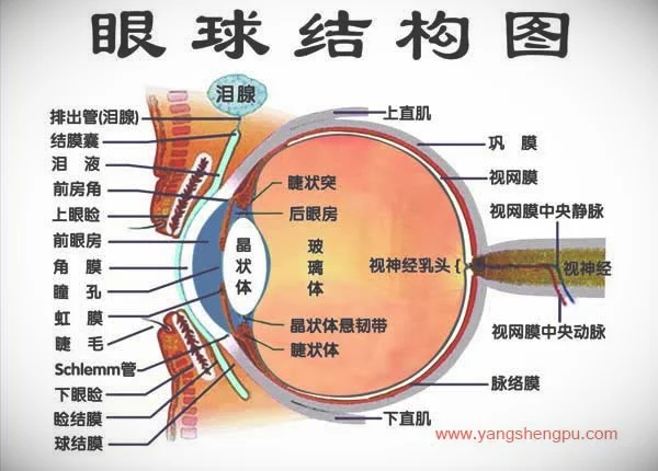 眼睛的结构-图2