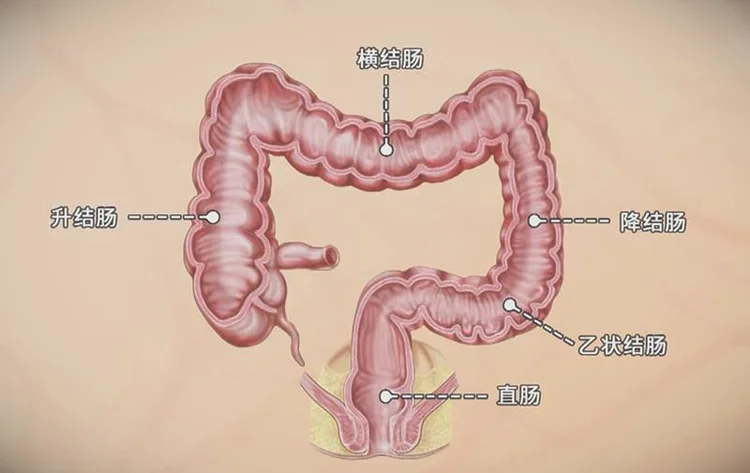 结肠的位置图片-结肠的结构特点-结肠的作用与功能