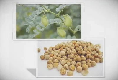 鹰嘴豆的营养价值及功效与作用