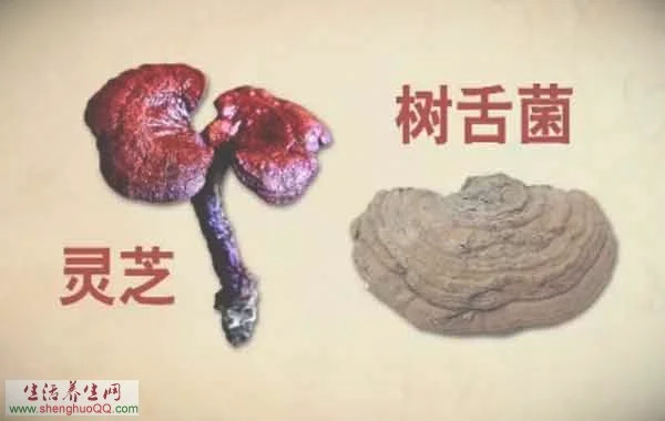 中药-树舌菌-图片