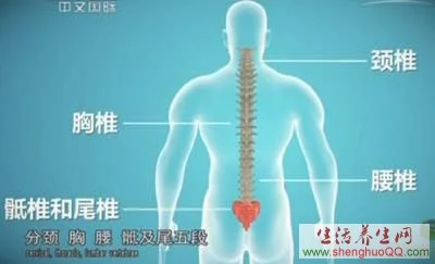 中华医药20140903脊椎组成,颈椎病,落枕穴,合谷穴