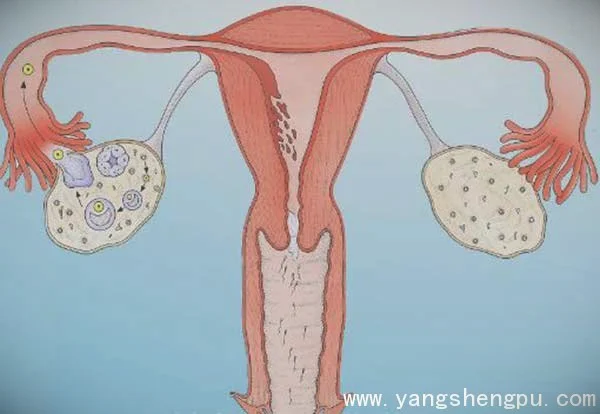 女性卵巢