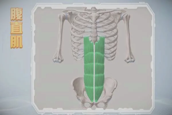 腹直肌的位置-腹部肌肉_图片