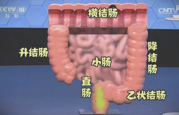 大肠各段命名-升结肠-横结肠-降结肠-乙状结肠-