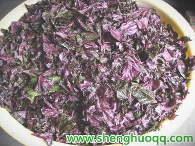 紫苏叶的吃法-紫苏的做法大全-生拌紫苏-紫苏鱼汤……