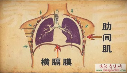 增强心肺功能的方法