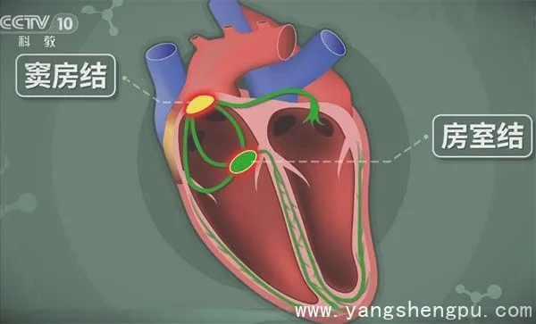 心脏工作原理,心动过缓,心脏起搏器20200819健康之路