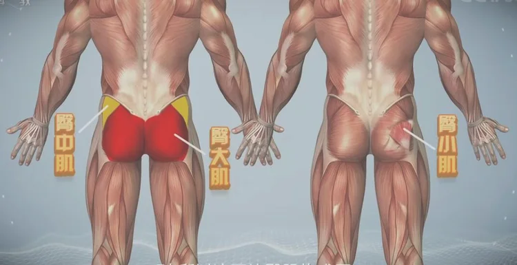 健康之路:臀部肌肉锻炼方法-臀大肌位置图202111