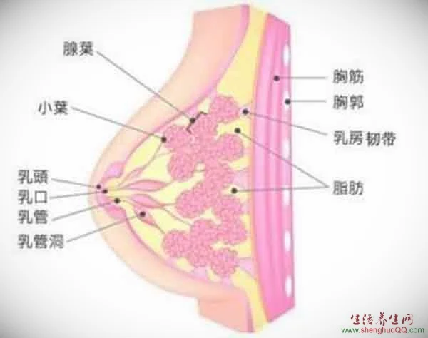 女性的乳房结构_图片