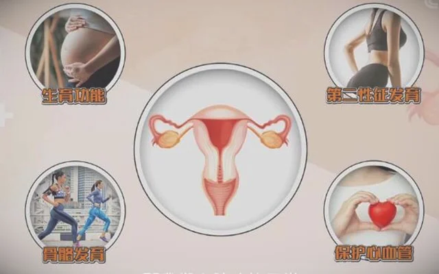 卵巢的主要功能是什么