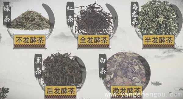 各种茶叶的发酵程度-绿茶-红茶-乌龙茶-黑茶-白茶