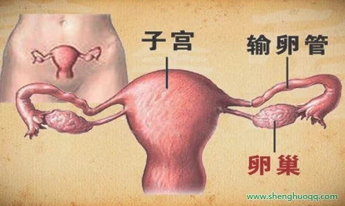 卵巢癌的发生位置