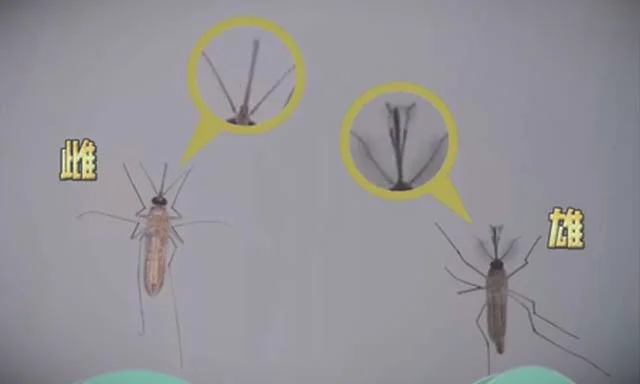 雄蚊子与雌蚊子的区别-雄蚊子不咬人靠吸食什么