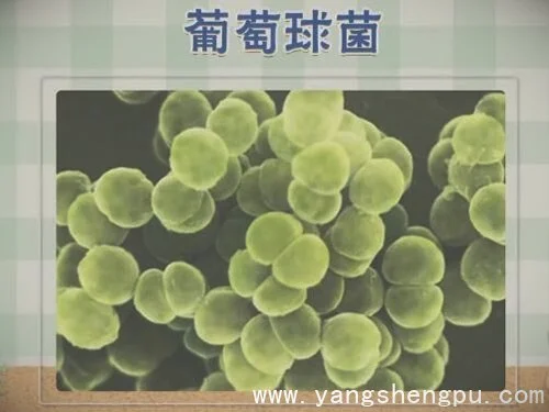 葡萄球菌是什么菌-金黄色葡萄球菌-图片-感染