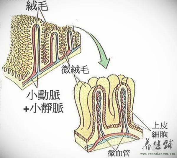 肠道总面积有多大-肠道的长度