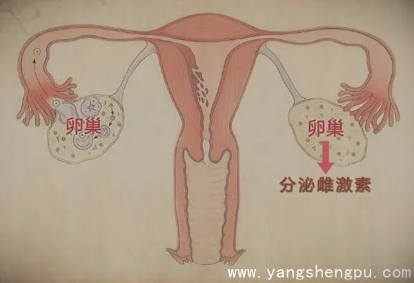 卵巢分泌雌性激素-卵巢结构_图片