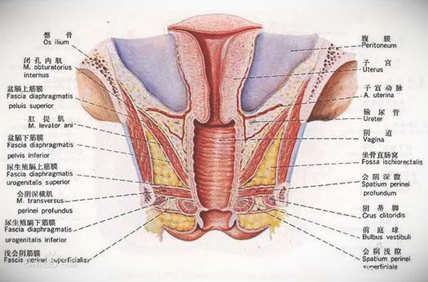 女性生殖器-真人图