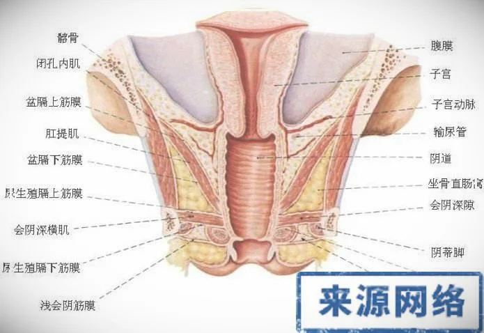 女性生殖器解剖图