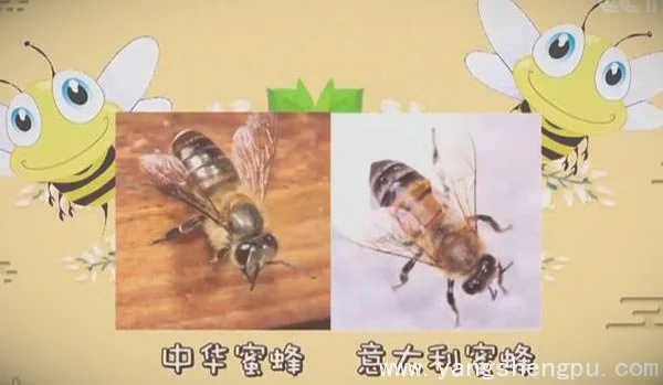 采蜜的蜂-中华蜜蜂和意大利蜂
