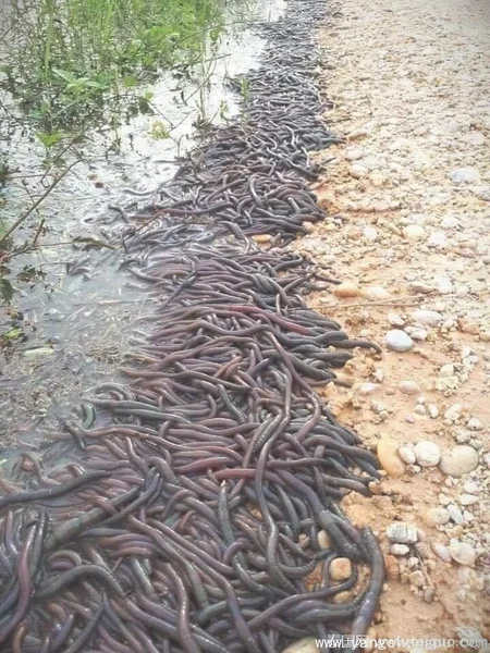 泰国河岸边出现大量蚯蚓-数量达数十万之多
