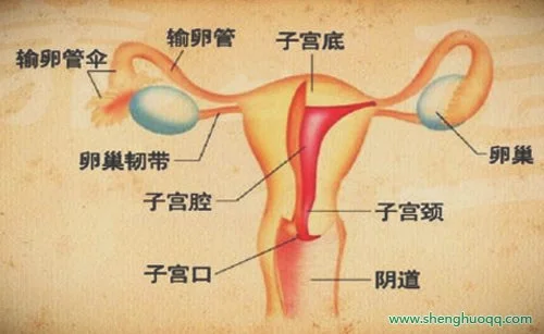 养生堂20140806:女性卵巢癌与痛经