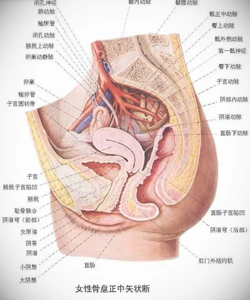 女性生死器官解剖图