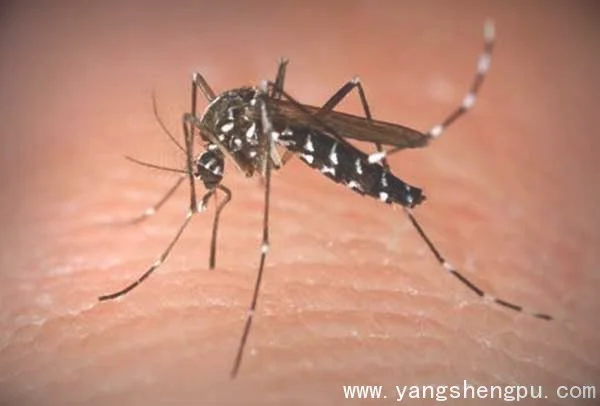 走近科学《伊蚊来袭》登革热病毒-寨卡病毒的传播途径