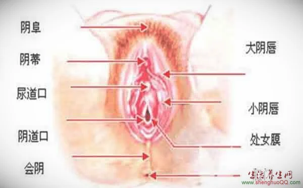 女性生殖器结构图片_女性生理器官结构图