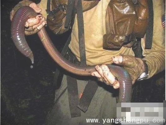 巨型蚯蚓-世界上最大的蚯蚓