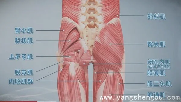 臀部的肌肉结构图-臀大肌-臀中肌-臀小肌位置图
