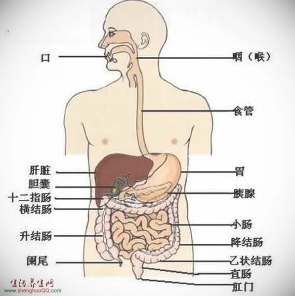胃的位置