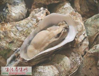 牡蛎的用法记载