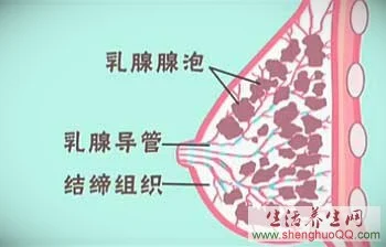 乳腺增生www.yangshengpu.com