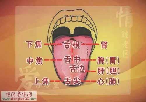 脾胃虚弱或虚寒舌诊-舌头不同部位对应的脏器_图片