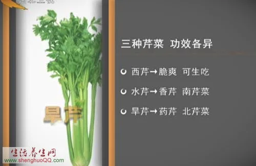 芹菜分类