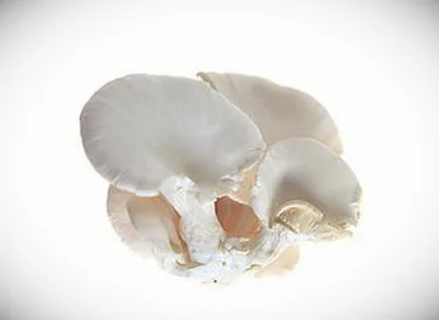 养生蘑菇-平菇,金针菇20140709健康之路