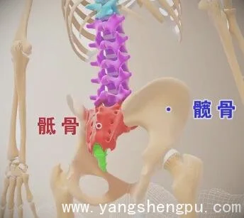骨盆结构