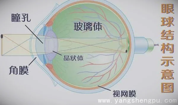 视网膜的位置
