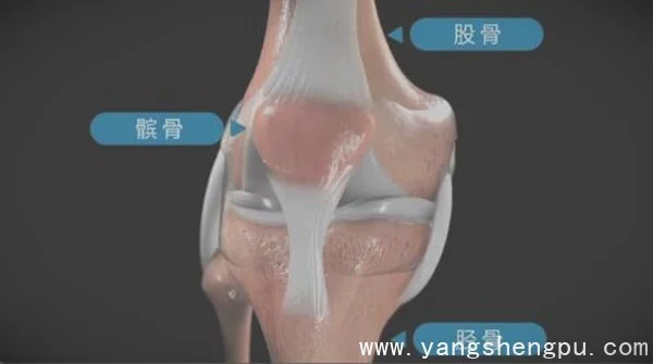 膝关节的组成-膝关节的结构图